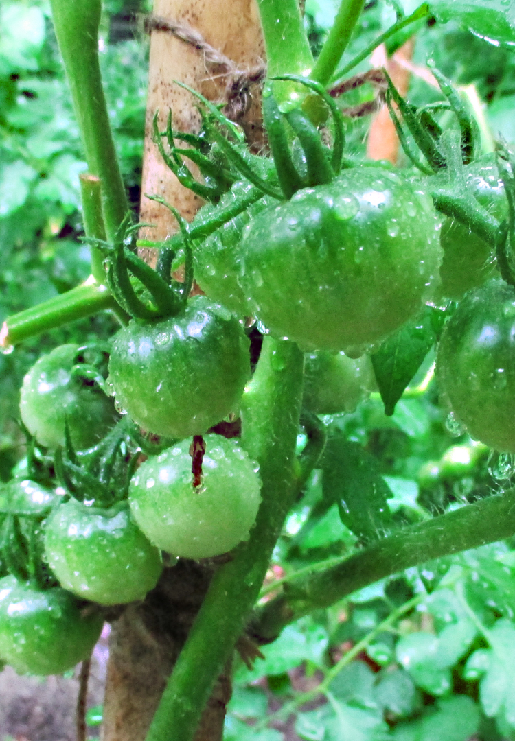 さいわいデイサービスセンター